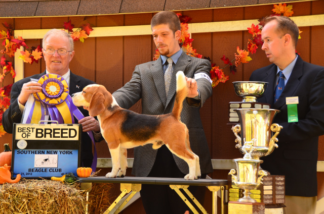 BISS BRONZE GCH Lanbur Too Cool For School (Coolio